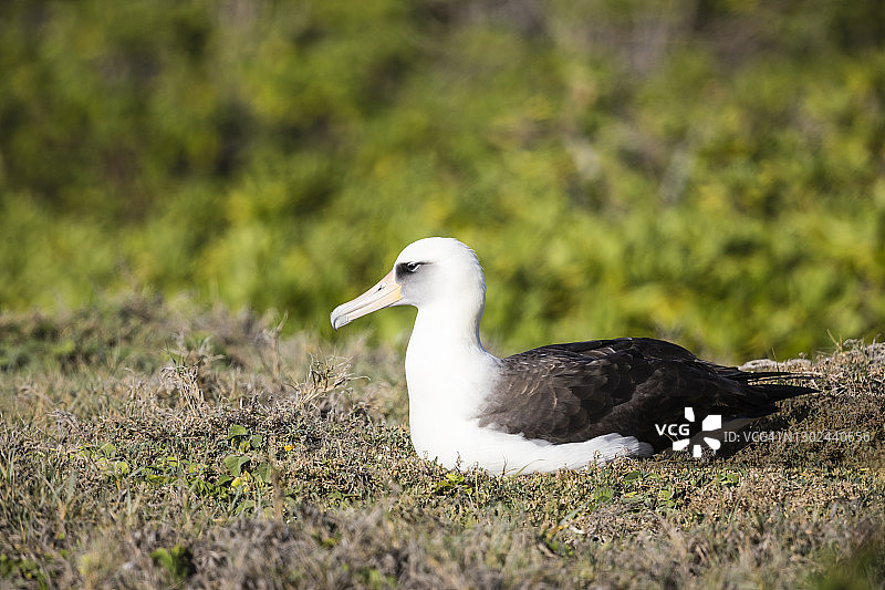 莱信信天翁图片素材