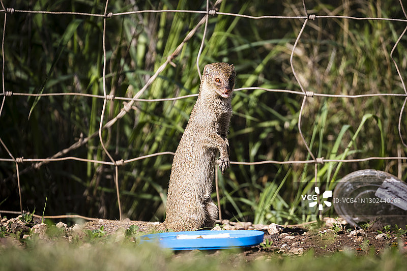 夏威夷獴图片素材