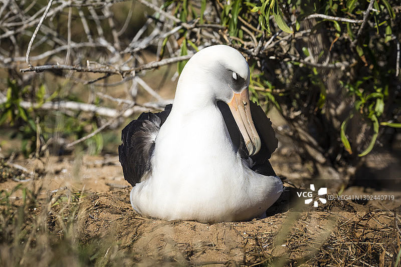 莱信信天翁图片素材