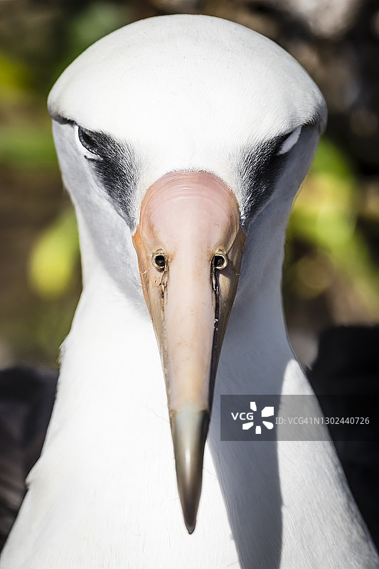 莱信信天翁图片素材