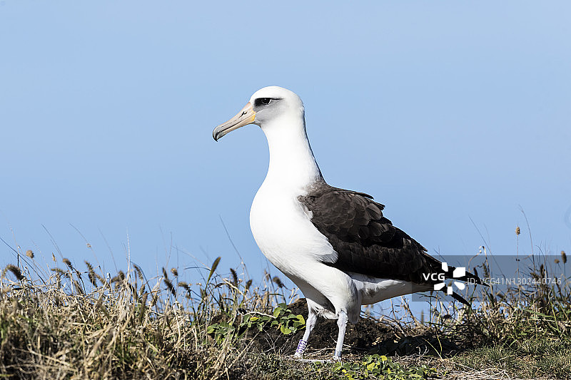 莱信信天翁图片素材