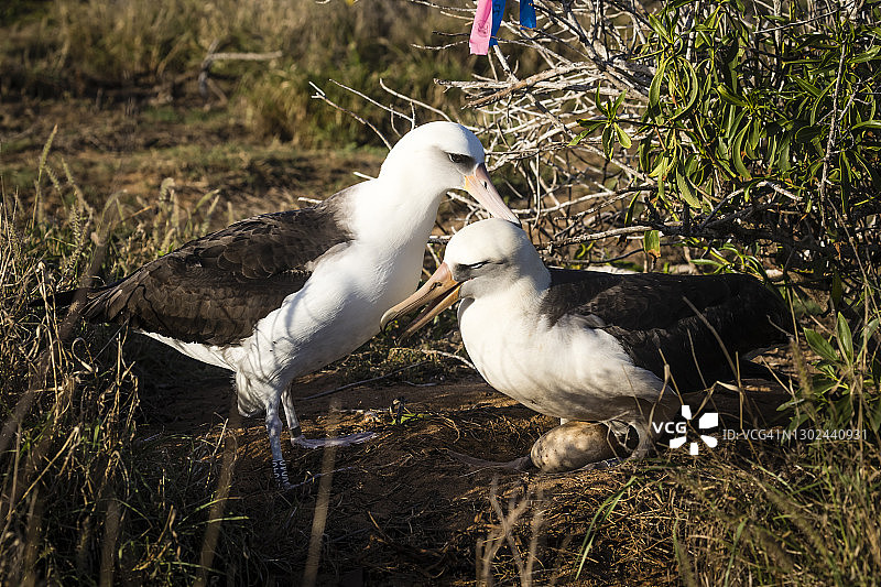 莱信信天翁图片素材