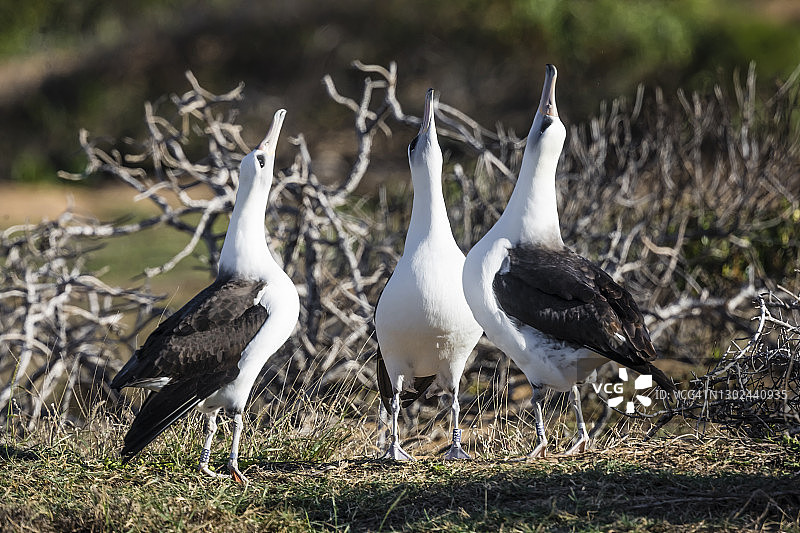 莱信信天翁图片素材