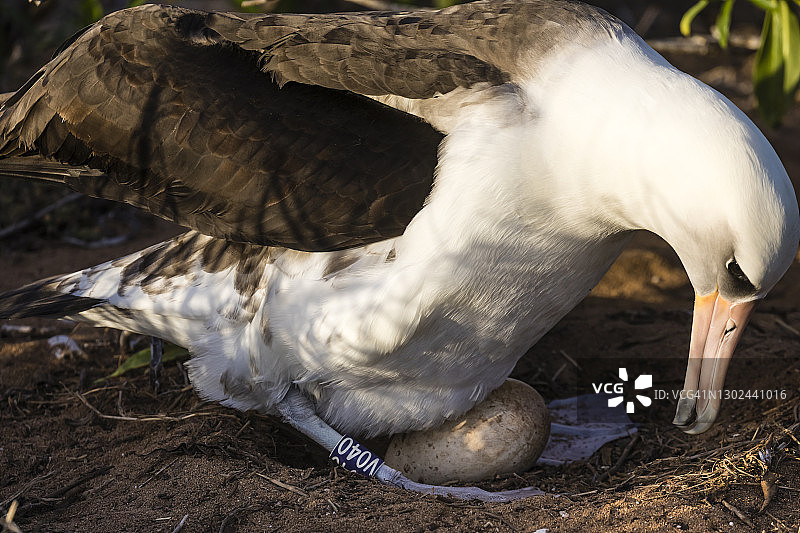 莱信信天翁图片素材