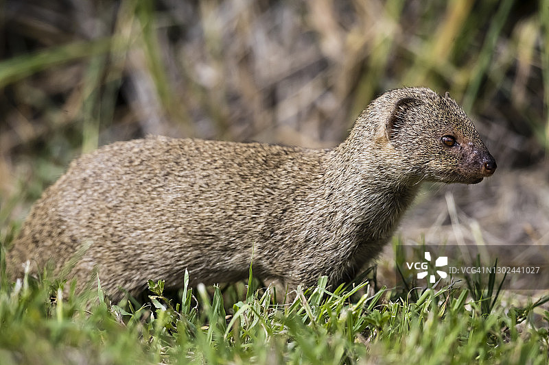 夏威夷獴图片素材