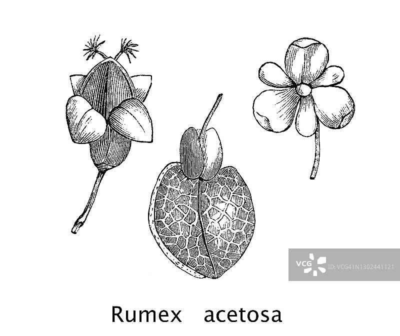 植物学古版画：普通酢浆草图片素材