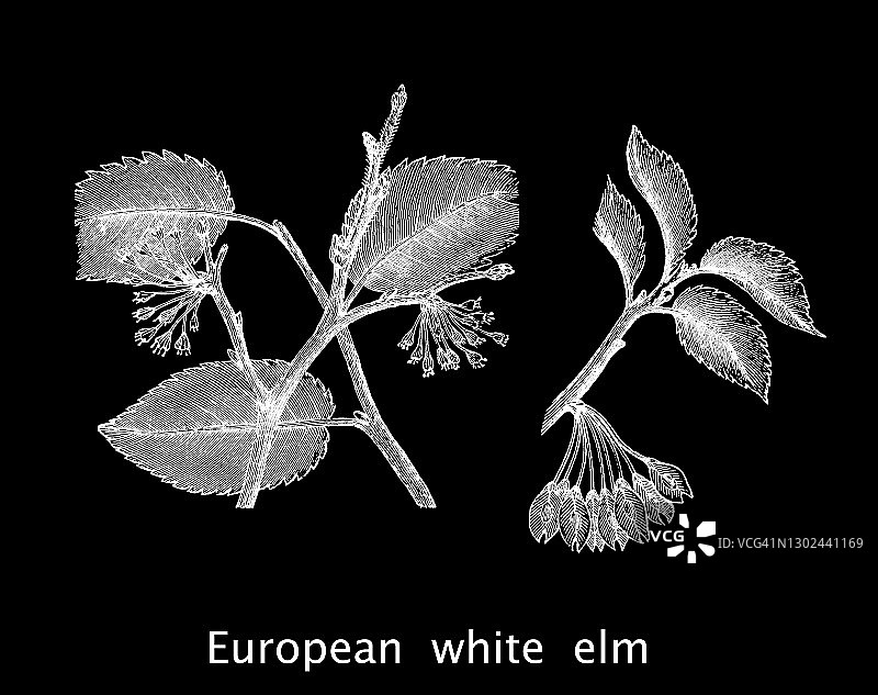欧洲白榆古老雕刻插图图片素材