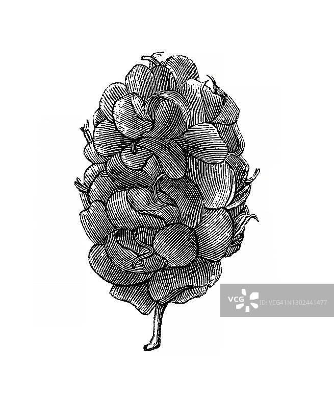 黑桑植物学古老版画插图图片素材
