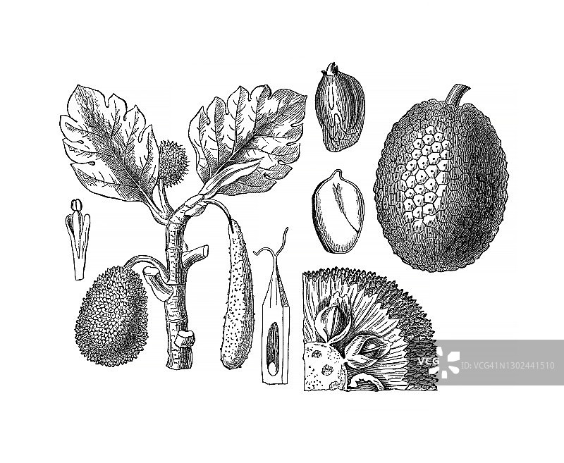 植物学旧版雕刻插图-面包树图片素材