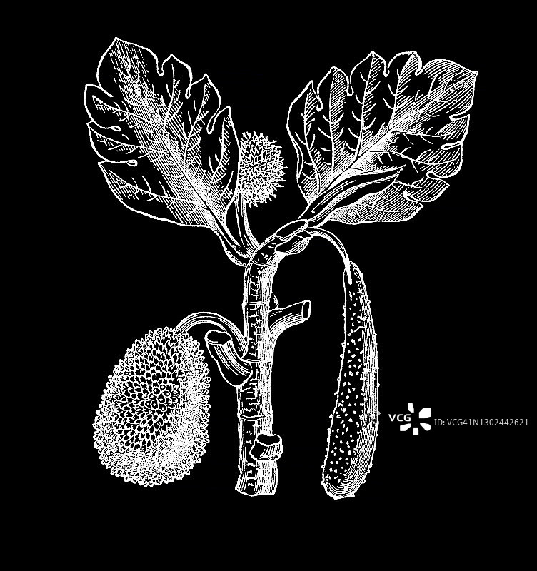 老式植物学插画：面包果图片素材