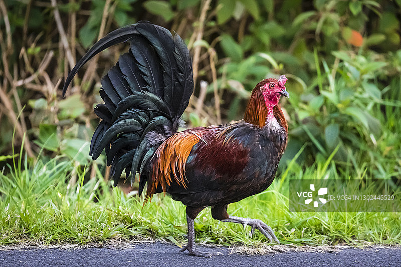 红原鸡图片素材