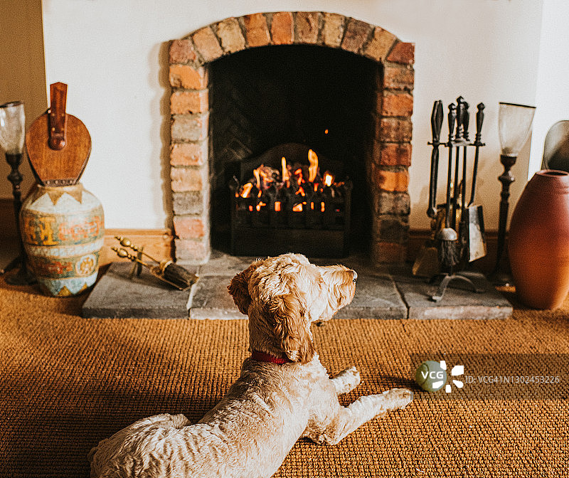 沙色的可卡犬躺在壁炉前，抱着它的球图片素材