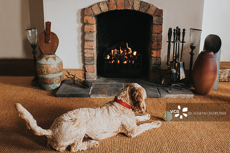沙色的可卡犬躺在壁炉前看着它的网球图片素材