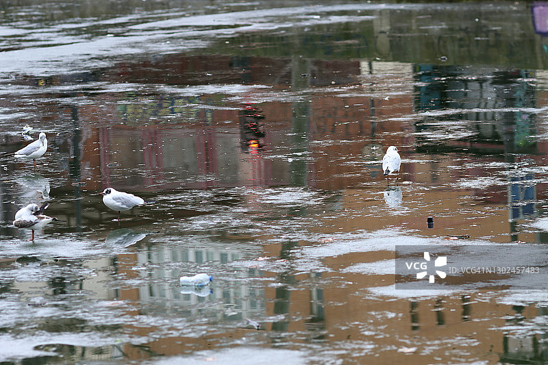 巴黎圣马丁运河上部分冰冻的海鸥图片素材