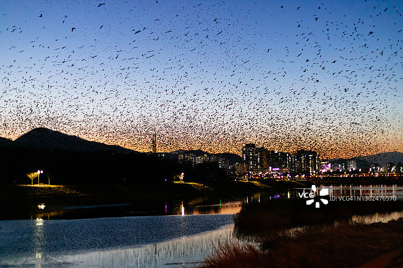 日落时分鸟类飞过天空下的河流图片素材