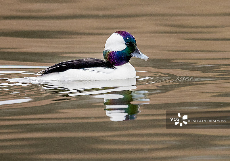 在小湖中游泳的雄性潜鸭图片素材