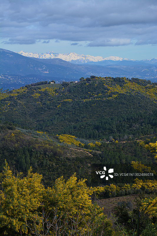法国南部的含羞草图片素材