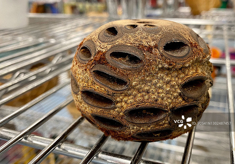 Banksia豆荚图片素材