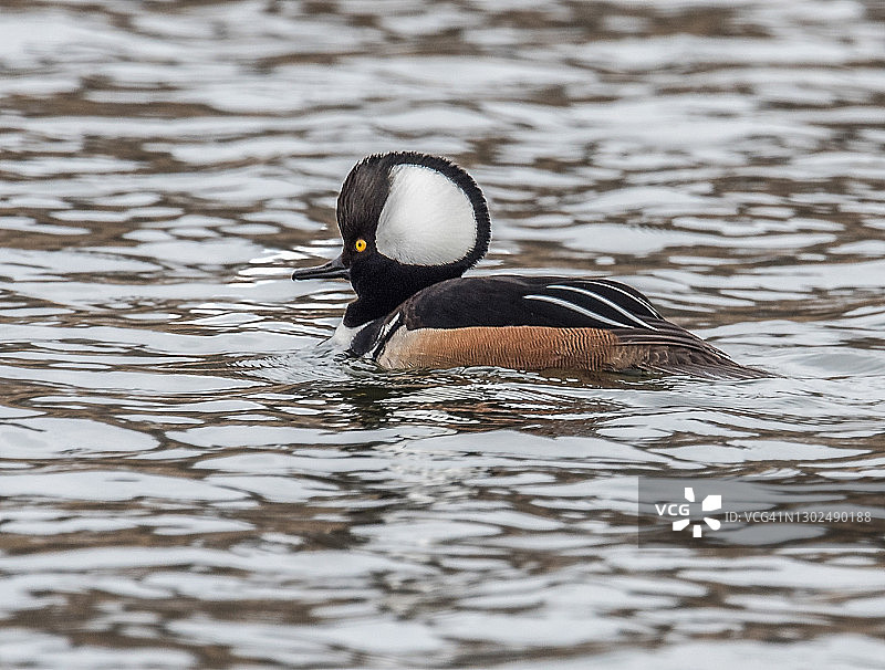 凤头潜鸭雄性图片素材