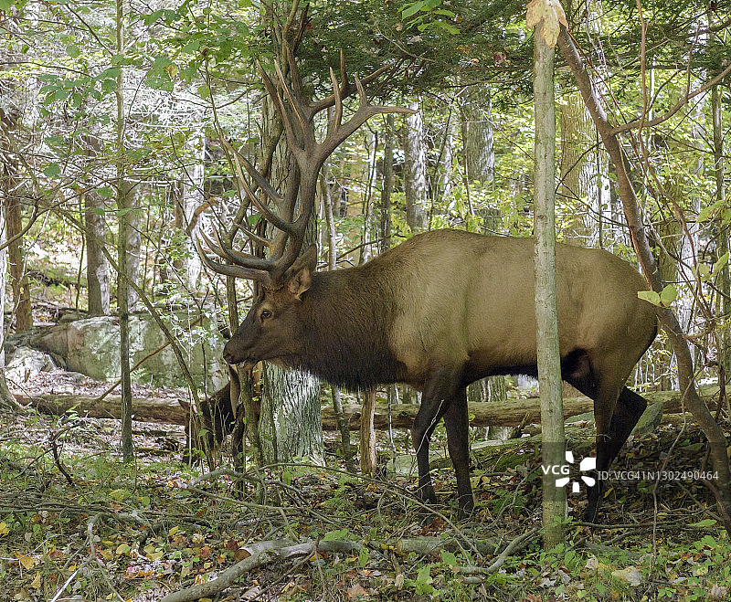 秋季发情的雄麋鹿图片素材