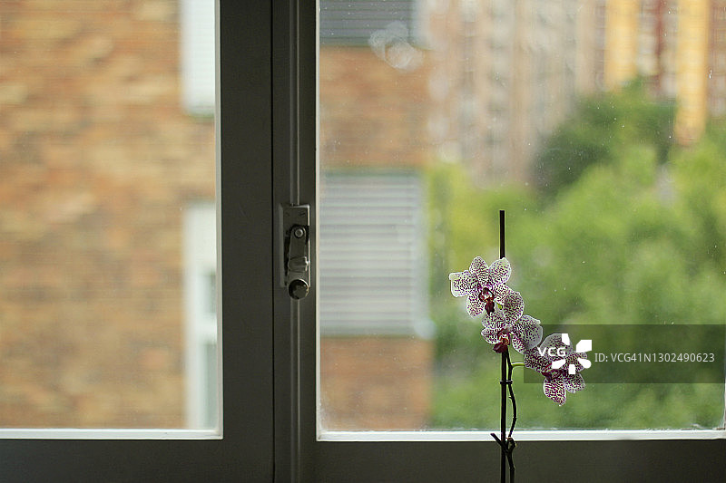 窗边的兰花图片素材