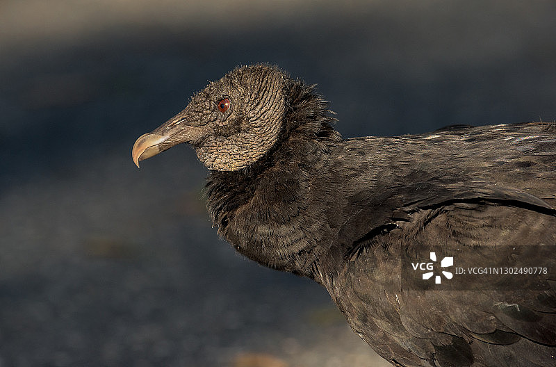 黑秃鹰图片素材