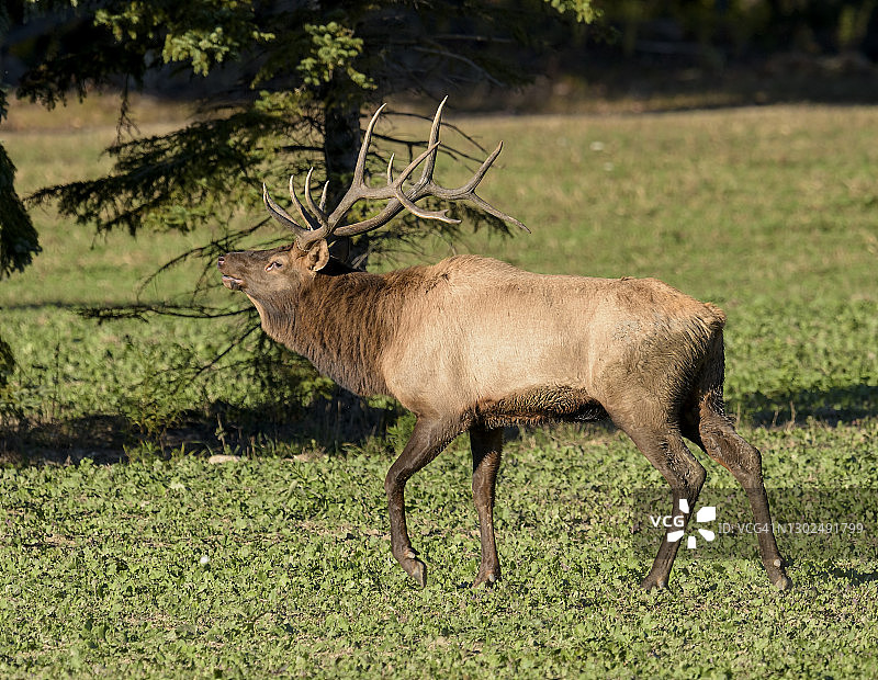 秋季发情的雄麋鹿图片素材