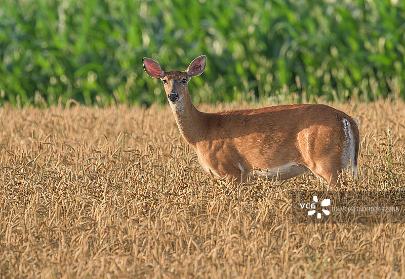 白尾母鹿图片素材
