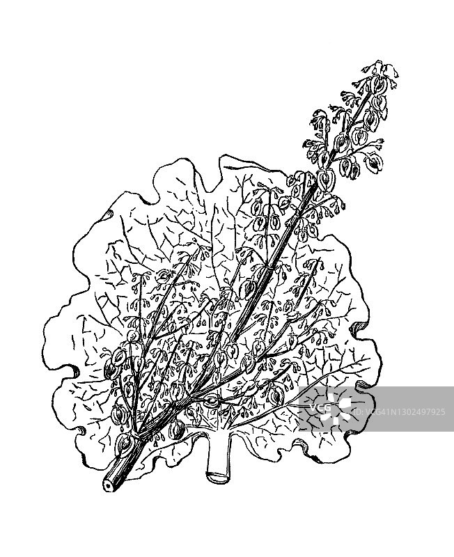 大黄老式雕刻插图图片素材