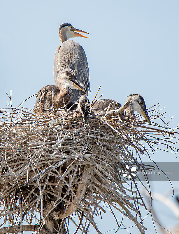 正在快速成长的苍鹭母子图片素材