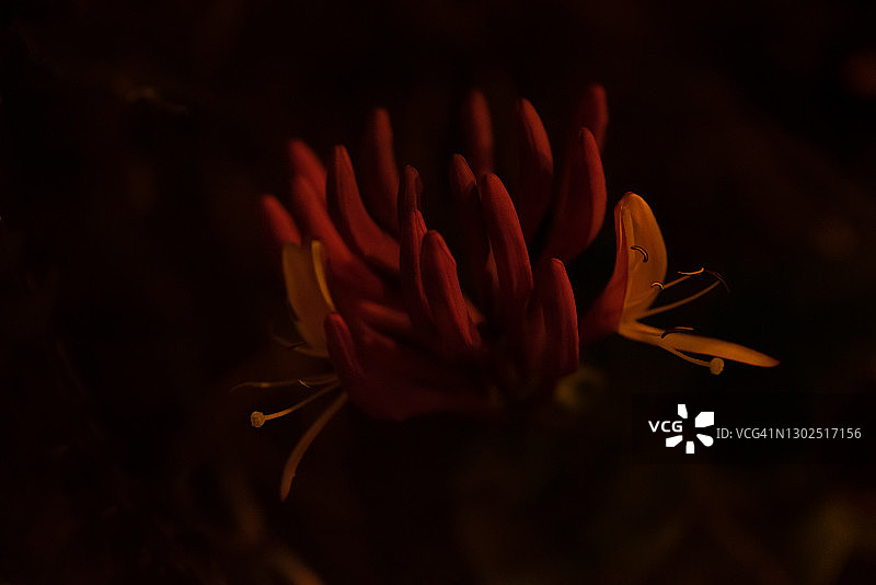非常弱光下的忍冬花特写图片素材