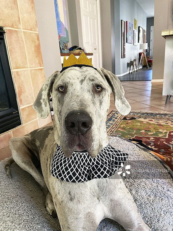 室内戴派对帽德国大丹犬肖像特写图片素材