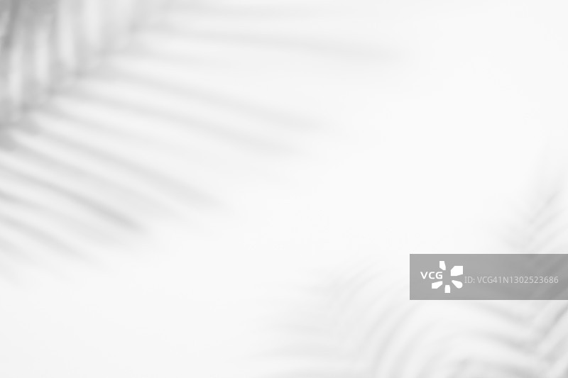 白色背景上的热带树叶灰色阴影图片素材