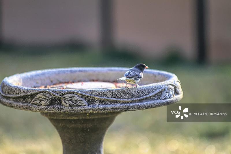 在鸟浴盆上的黑眼灯草雀图片素材