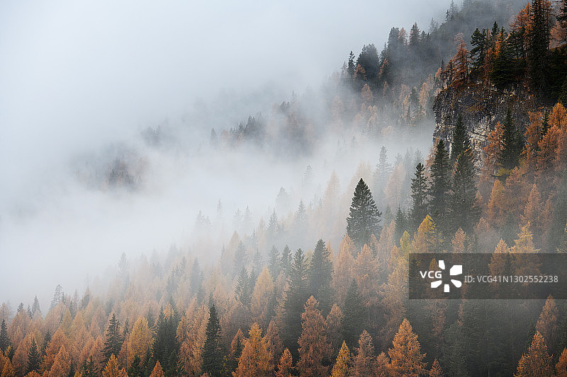 寒冷多雾的一天，云杉林的照片图片素材