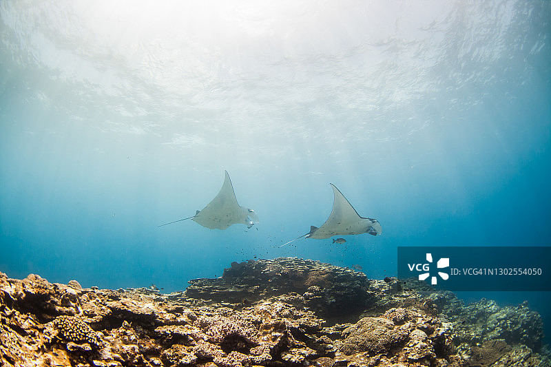 与石垣岛的蝠鲼共舞图片素材