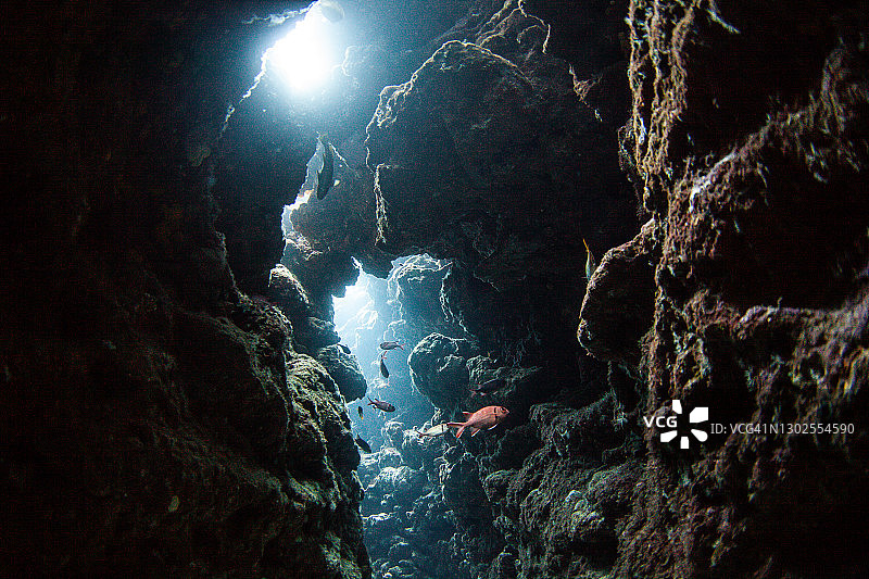 水下洞穴里的鱼图片素材