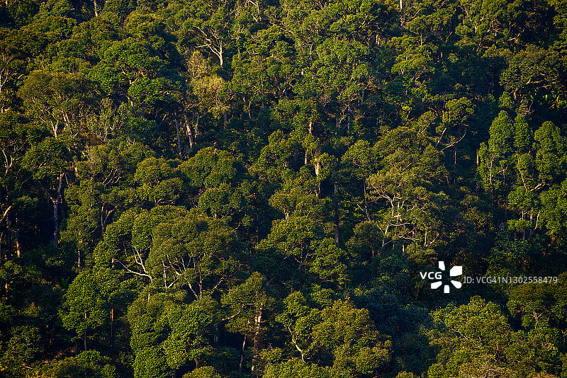 热带山脉中的绿树图片素材