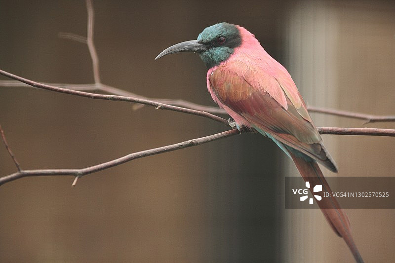 栖息在树枝上的红色小鸟图片素材