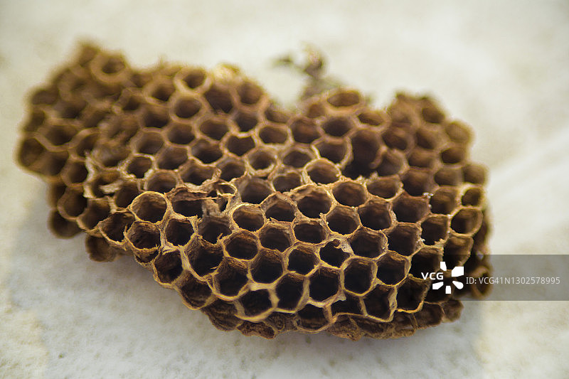 蜂巢黄蜂窝图片素材