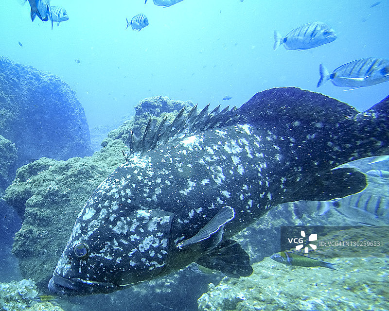 马德拉岛海岸附近的褐石斑鱼图片素材
