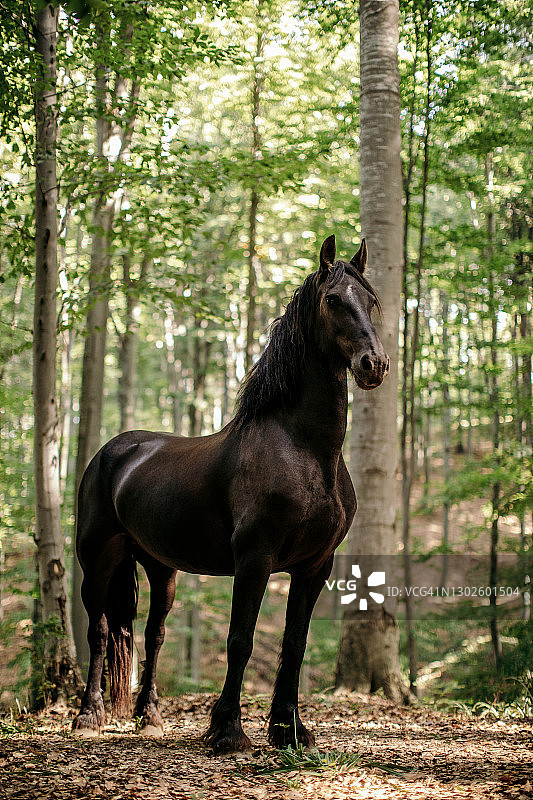 树林里美丽的黑马图片素材