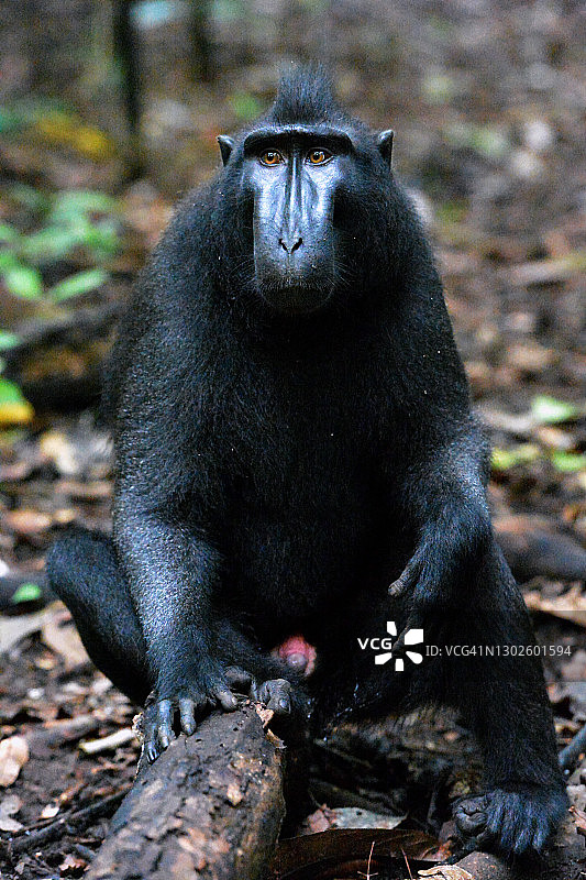 凤头猕猴图片素材