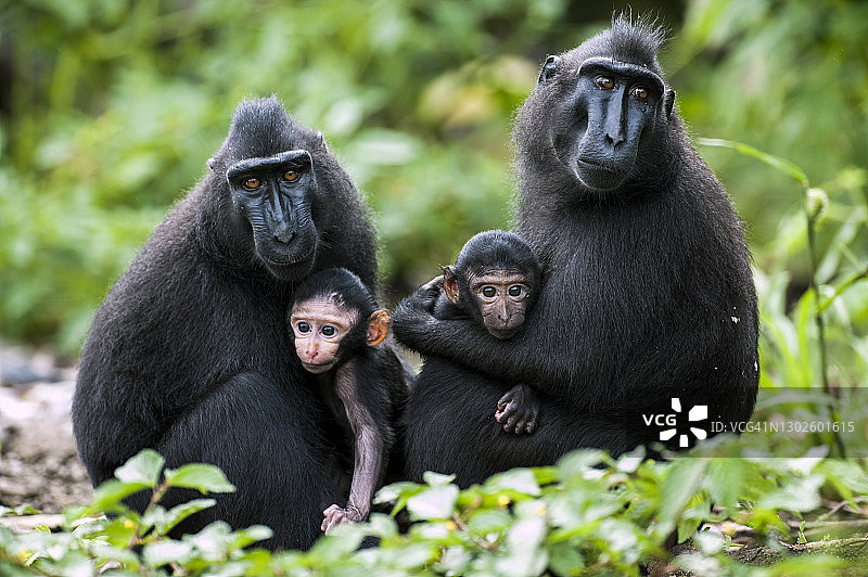 凤头猕猴图片素材
