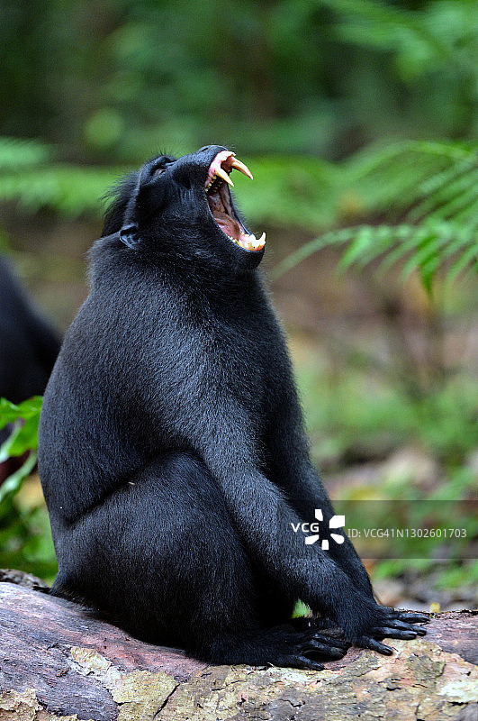凤头猕猴图片素材