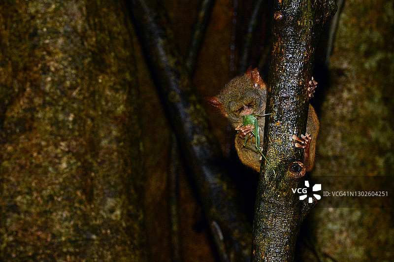 格尔斯基的幽灵跗猴图片素材