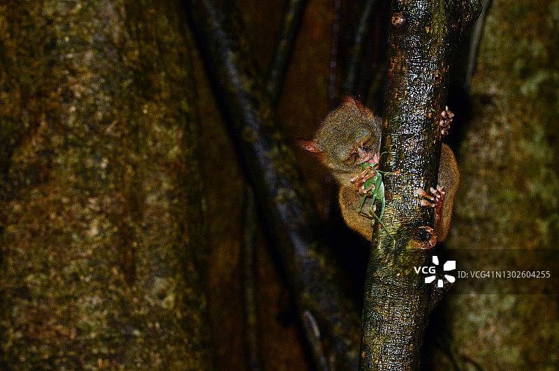 格尔斯基的幽灵跗猴图片素材