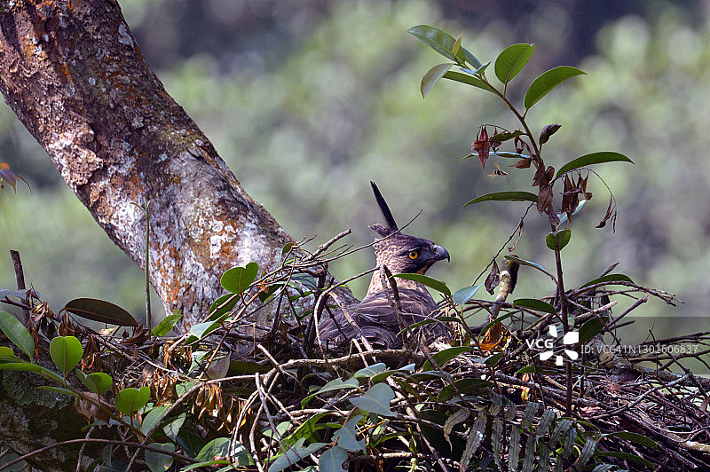 爪哇鹰雕图片素材