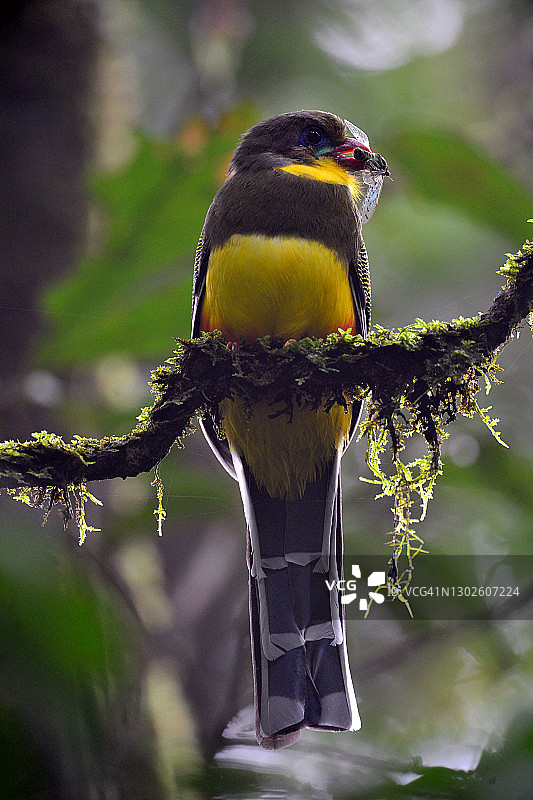 爪哇绿咬鹃图片素材