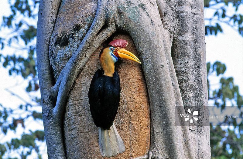 瘤犀鸟图片素材
